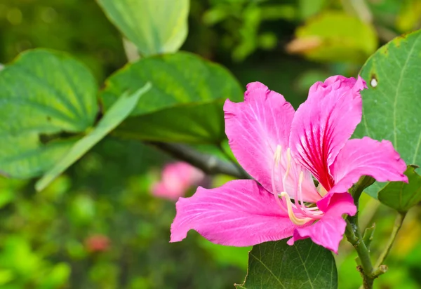 Bauhinia flower — Stock Photo, Image