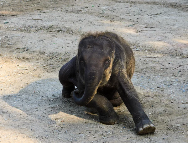 Asiatischer Elefant — Stockfoto