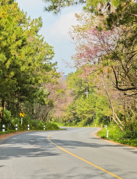 道路沿いの桜 — ストック写真