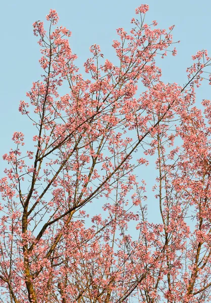 Cerejeira — Fotografia de Stock
