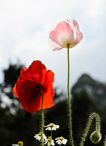 Fiore di papavero dell'oppio — Foto Stock