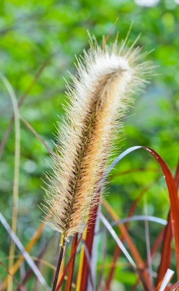 Capim-de-pluma — Fotografia de Stock