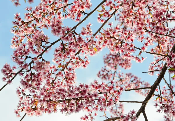 Wild Himalayan cherry blossom — Stock Photo, Image