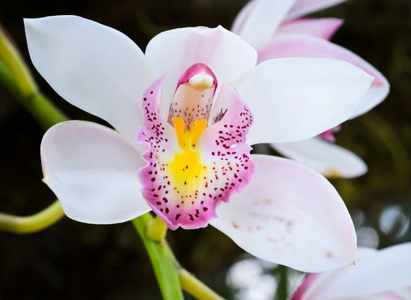Рожевий, Ванда орхідеї — стокове фото