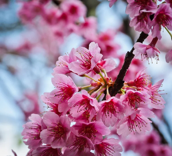 桜の花のクローズ アップ — ストック写真