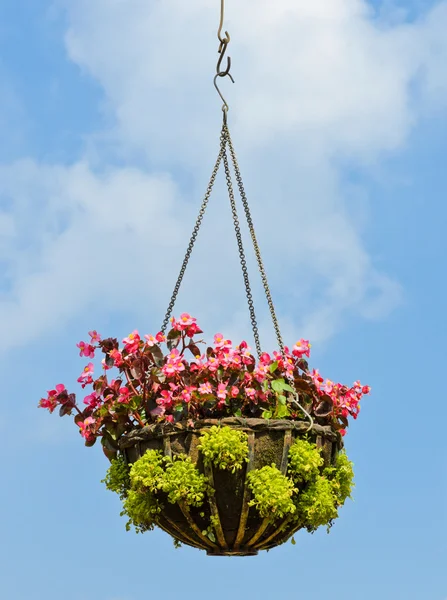 Cesta colgante flor —  Fotos de Stock