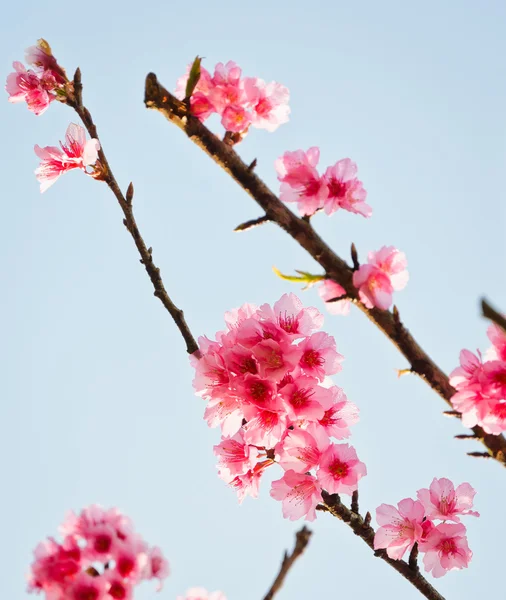 Divoké himálajské cherry — Stock fotografie