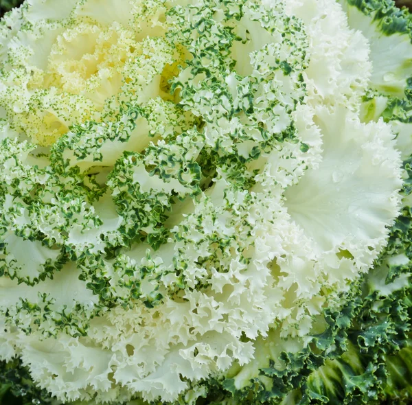 White ornamental cabbage — Stock Photo, Image