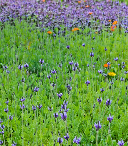 Flores de lavanda — Fotografia de Stock