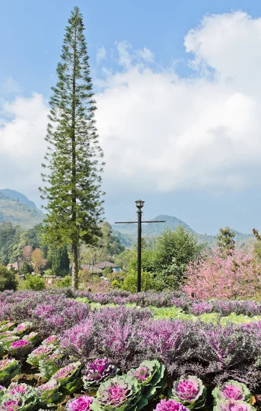 Ornamental garden — Stock Photo, Image