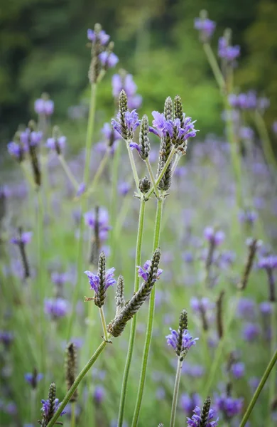 Fiori di lavanda — Foto Stock