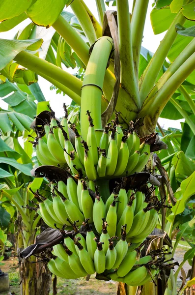 Banan träd — Stockfoto