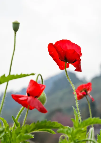Flor de amapola de opio rojo —  Fotos de Stock