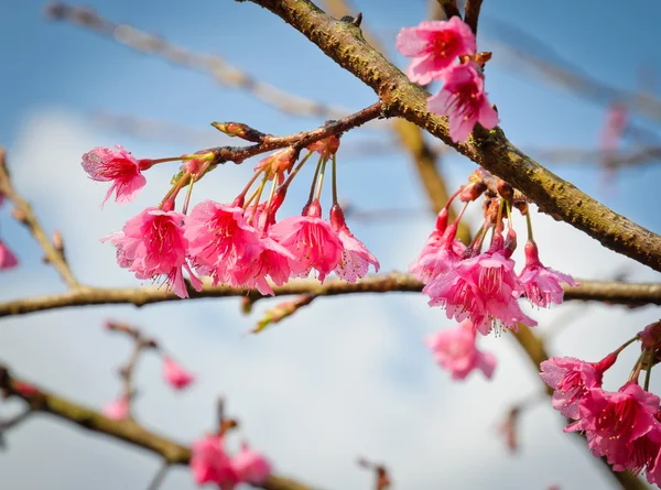 Beautiful Cherry Blossom — Stock Photo, Image