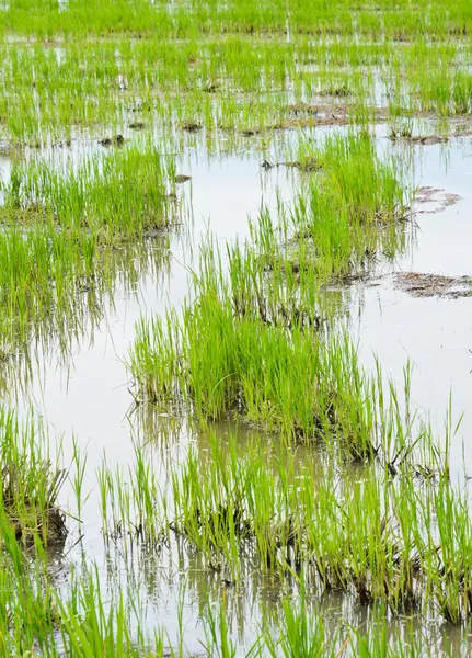 Розсада молодих рису — стокове фото