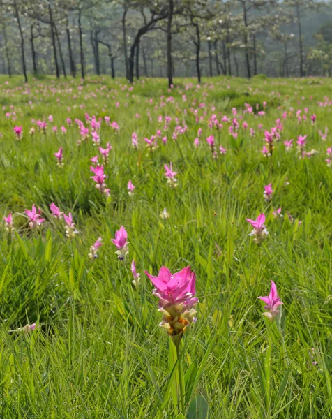 Pink Siam Tulip in full bloom — Stock Photo, Image