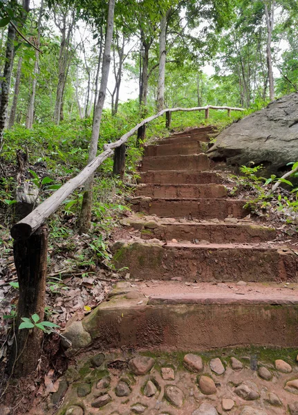 Staircase in the jungle — Stock Photo, Image