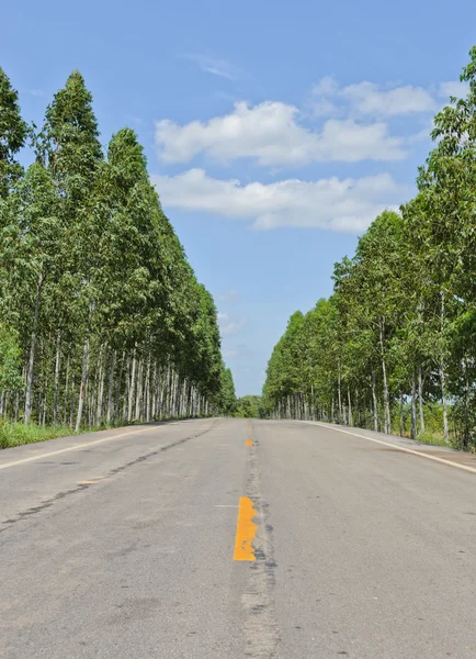 Strada di campagna — Foto Stock