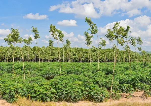 Grüne Plantage — Stockfoto