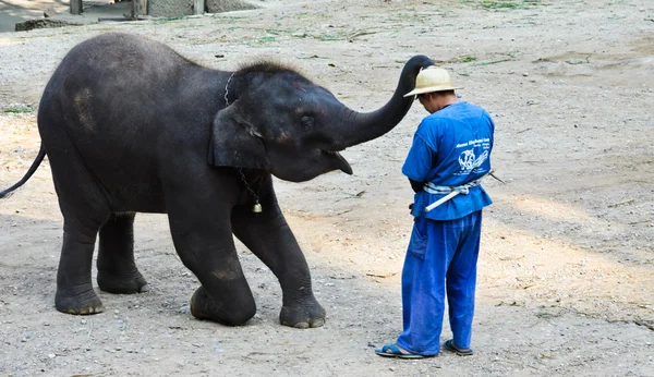 Шоу слонов — стоковое фото