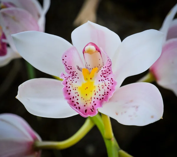 White orchid in bloom — Stock Photo, Image