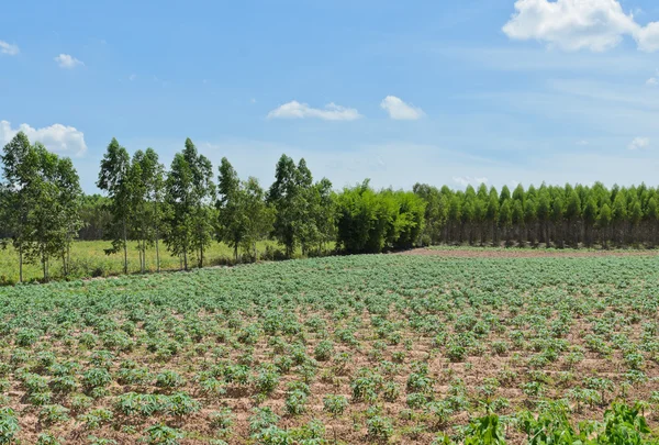 Terreni agricoli in Thailandia — Foto Stock