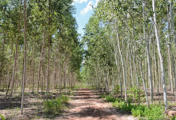 Plantacji eukaliptusa — Zdjęcie stockowe