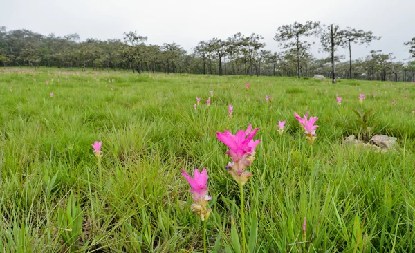 Campo de tulipa do Sião rosa — Fotografia de Stock