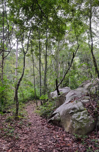 Bosque de dipterocarpio, Tailandia —  Fotos de Stock