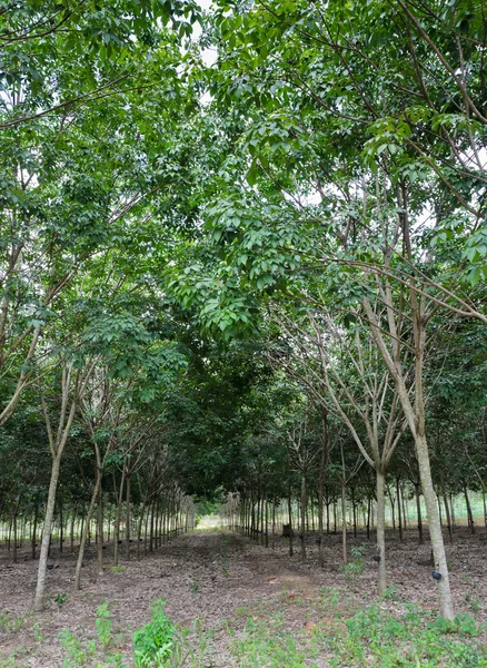 Piantagione di alberi di gomma — Foto Stock