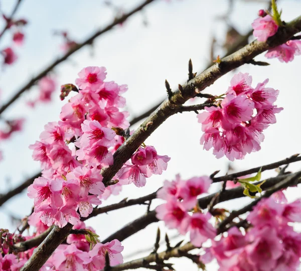 벚꽃 — 스톡 사진