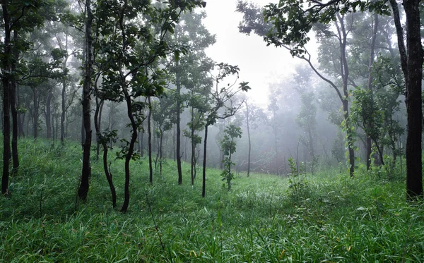 Диптерокарповый лес — стоковое фото