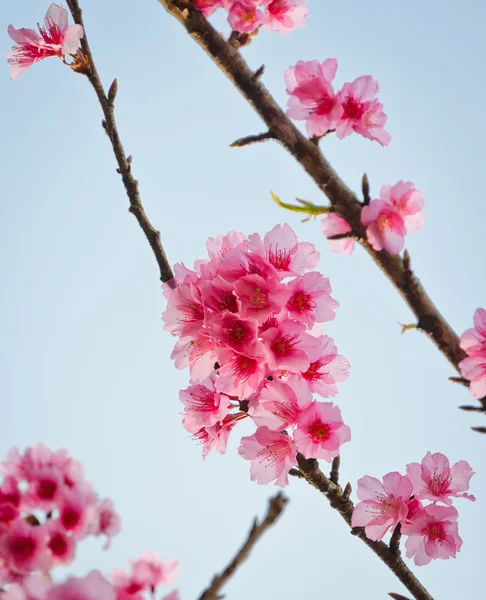 Cherry in bloom — Stock Photo, Image