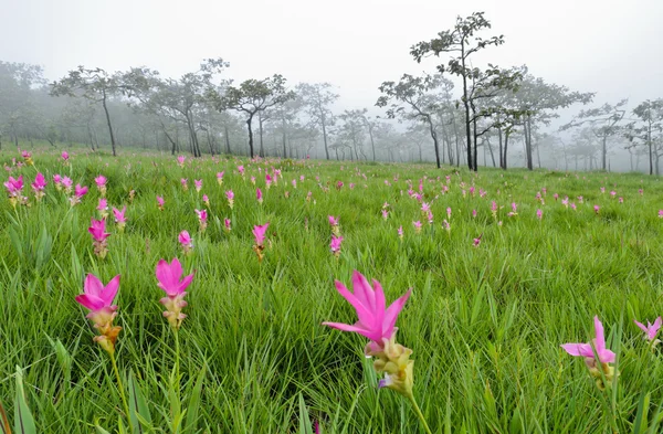 Campo de tulipa do Sião rosa — Fotografia de Stock