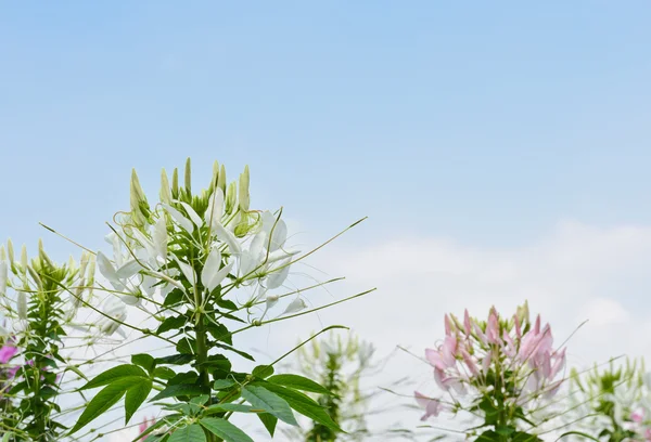 Spider bloem — Stockfoto