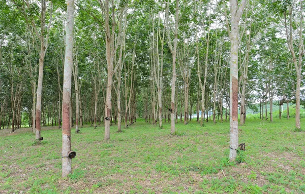 Plantación de árboles de caucho — Foto de Stock