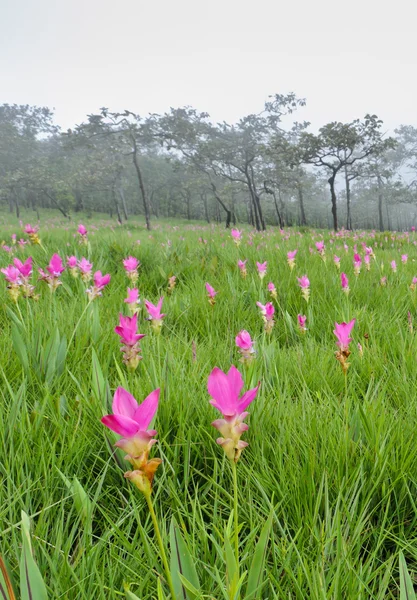 Pink Siam Tulip Field — Stock Photo, Image