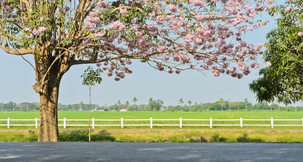 Flor de trompeta rosa — Foto de Stock