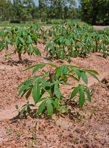 Plantação de mandioca — Fotografia de Stock