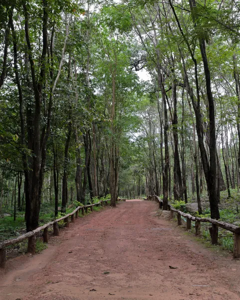 Bosque de dipterocarpio, Tailandia — Foto de Stock