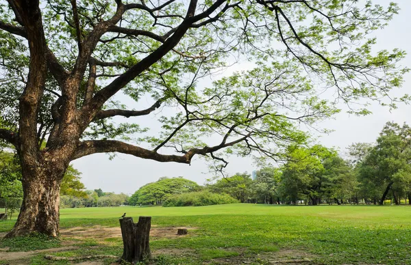 Parque verde — Fotografia de Stock