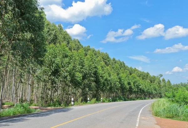 Groene weg — Stockfoto