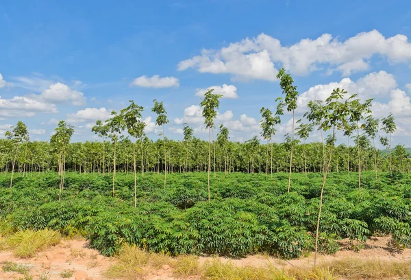 Paisaje de tierras agrícolas — Foto de Stock