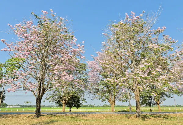 Pembe trompet çiçeği — Stok fotoğraf