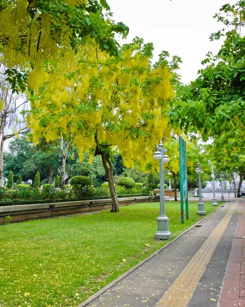 Chuveiro dourado — Fotografia de Stock