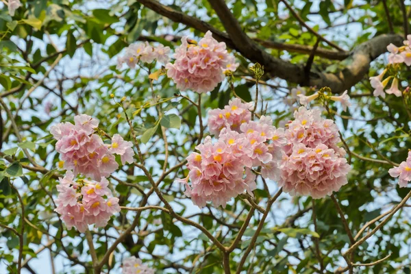 Rosa tabebuia blossom — Stockfoto