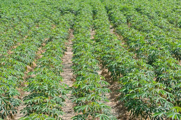 Cassava plantation — Stock Photo, Image