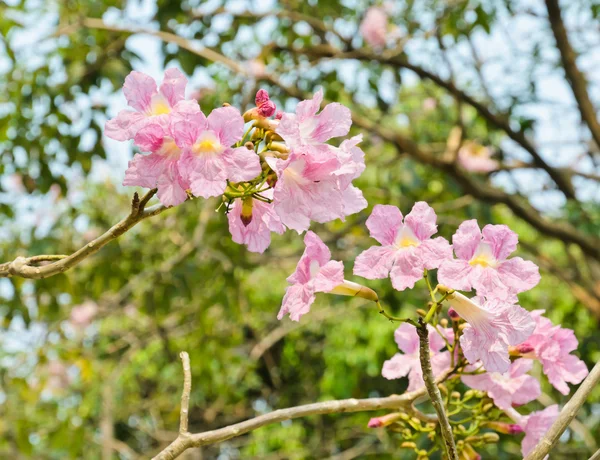 Розовый цветок трубы — стоковое фото