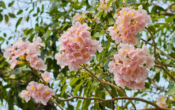Rosa trumpet blossom — Stockfoto