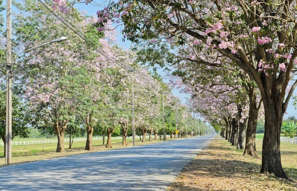 Vackra blommor road — Stockfoto